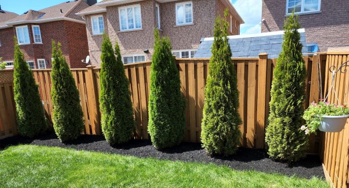 2023 - Trees, Emerald Cedars, Planting - Whitby Landscaping