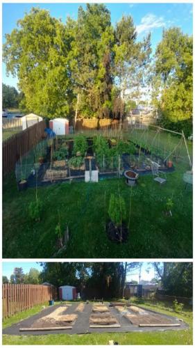2021-Large-vegetable-garden-creation-before-and-after