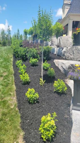 2021-New-garden-creation-using-perennial-shrubs-and-trees-beside-armour-stone-wall