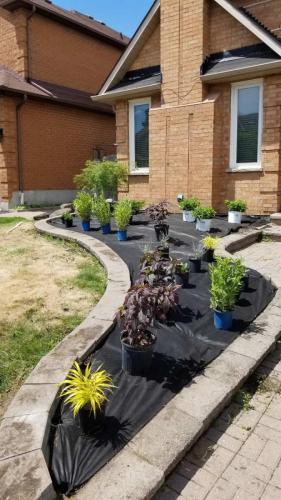 2021-New-garden-preparation-using-fabric-to-reduce-weeds-and-pre-placement-of-new-plants
