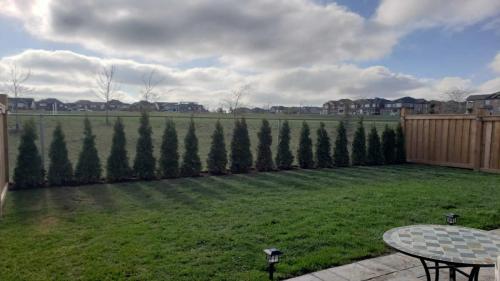 2021-Privacy-hedge-installation-using-emerald-cedars