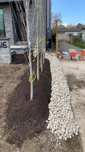 2021-Silver-birch-row-and-large-riverstone-border-at-new-home-build