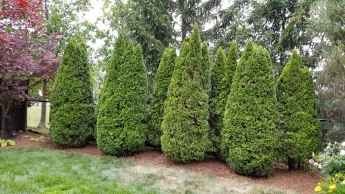 2023-Gardens-32-Whitby-Landscaping