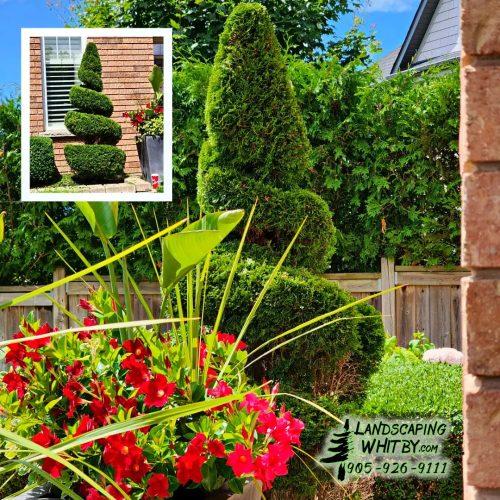 2024-Whitby-Landscaping-Gardening-21-Spring-Cleanup