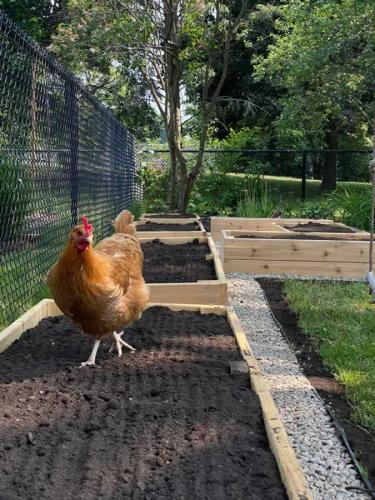 2024-Whitby-Landscaping-Gardening-53-Raised-Vegetable-Garden