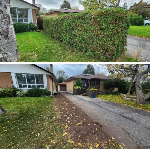 2025-Whitby-Landscaping-Gardening-10-Old-Hedge-Removal-Before-After