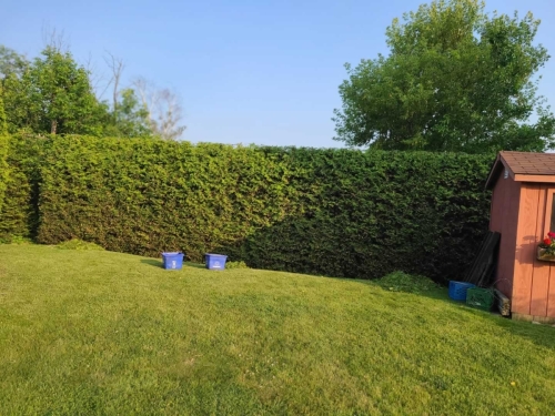 2025-Whitby-Landscaping-Gardening-39-Professional-hedge-pruning