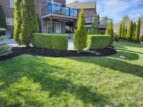 2025-Whitby-Landscaping-Gardening-42-Evergreen-pruning-Shaping