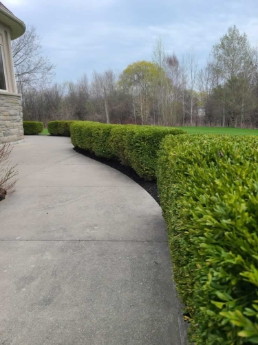 2025-Whitby-Landscaping-Gardening-44-Boxwood-Evergreen-Pruning