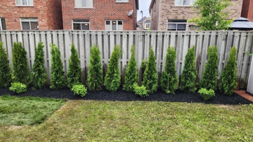 2025-Whitby-Landscaping-Gardening-51-Emerald-Cedar-Privacy-Planting