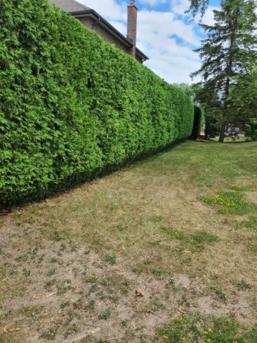 2025-Whitby-Landscaping-Gardening-61-Large-Hedge-Pruning