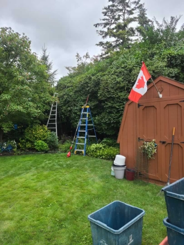 2025-Whitby-Landscaping-Gardening-62-High-Hedge-pruning-process