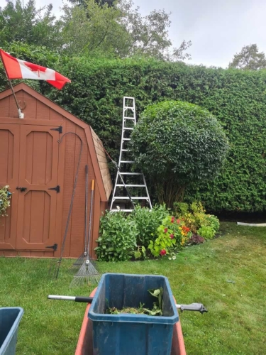2025-Whitby-Landscaping-Gardening-63-Large-Pruning-Project