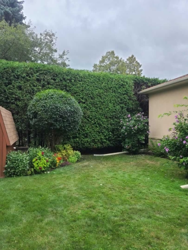 2025-Whitby-Landscaping-Gardening-64-Privacy-Hedge-Pruning