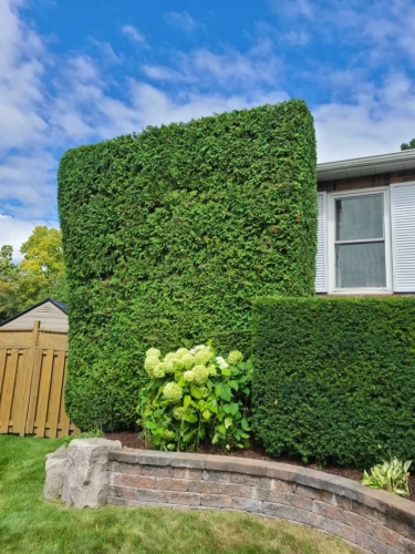 2025-Whitby-Landscaping-Gardening-65-Privacy-Hedge-Shaping