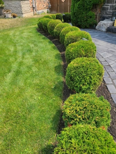 2025-Whitby-Landscaping-Gardening-67-Globe-Cedar-Pruning-Shaping