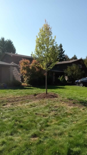 2025-Whitby-Landscaping-Gardening-79-Large-Tree-Planting-Whitby