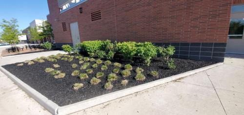 44 - Brooklin Highschool Cleanup Project