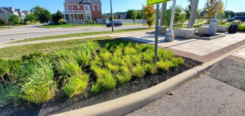 49 - Brooklin Highschool Cleanup Project
