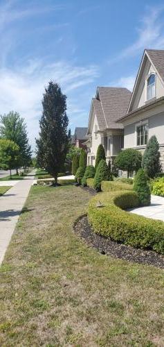 61 - Boxwood hedging