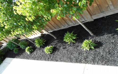Backyard Planting  Design3