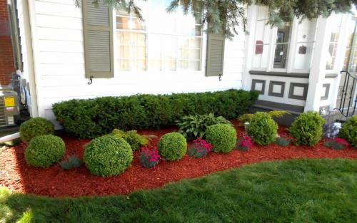 Evergreen Front Yard Pruning
