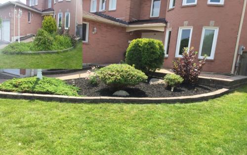 Front Garden Pruning Trimming and Clean-Up