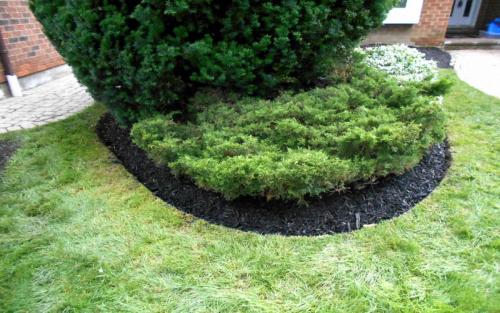 Front Yard Evergreen Edging