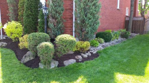 Front Yard Shrub Pruning