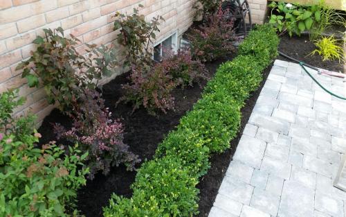 Garden Path Patio Planting