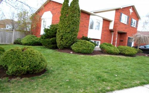 Mature Cedar Pruning