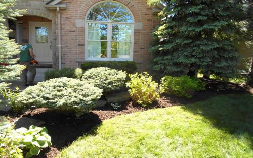 Mature Garden Cleanup  Pruning