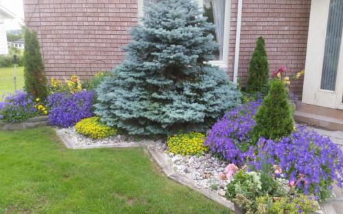 Plants Planting Colourful Perennials 2
