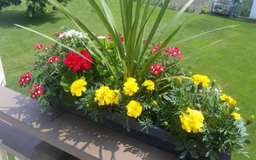 Plants Planting Colourful Perennials 4