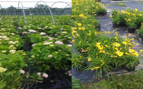 Plants Planting Hydrangeas Day Lilies