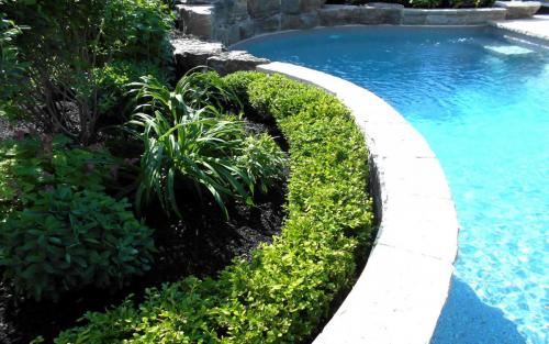 Pool Landscpaing Garden Beds