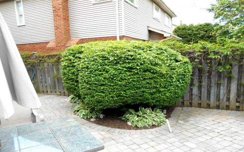 Shrub Pruning  Trimming