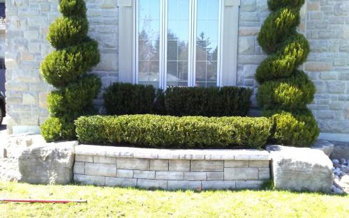 Spiral Cedar  Boxwood Pruning