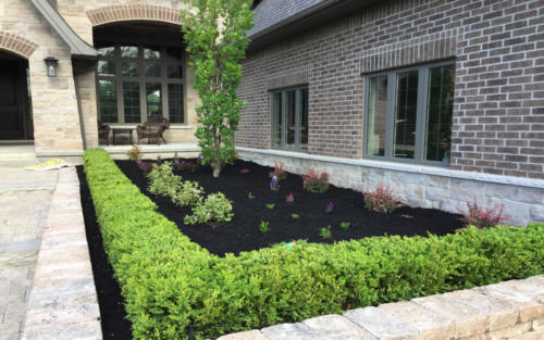 boxwood hedge garden 