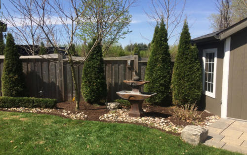 emerald cedar pruning 