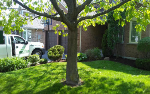 front yard shrub pruning 