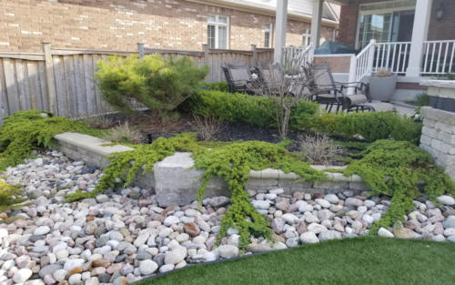 garden junipers with river stone 