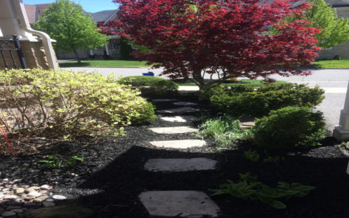 garden path planting 