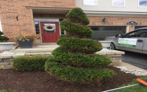 spiral cedar pruning whitby landscaping