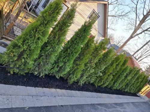 2024-Whitby-Landscaping-Tree-Care-2-Cedar-Hedge-Planting-2