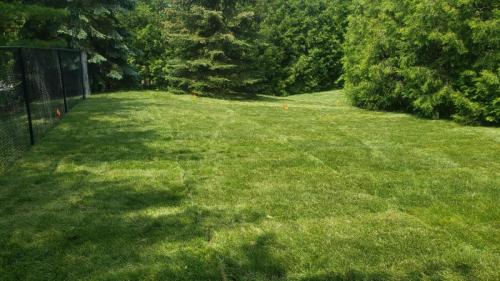 2021-1a3-Large-backyard-sod-install-around-mature-trees-and-fence-after