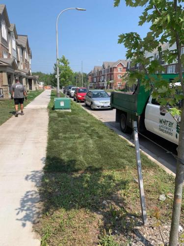 2021-e3-After-difference-between-sod-and-existing-weed-mix-on-city-property