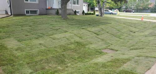 2021-l1-After-front-yard-overhaul-and-new-sod-installation-in-Whitby