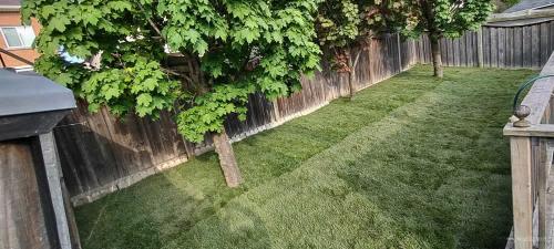 2023-Sod-Turf-16-Whitby-Landscaping