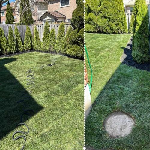 2024-Whitby-Landscaping-Sod-12-Sod-Emerald-Cedars